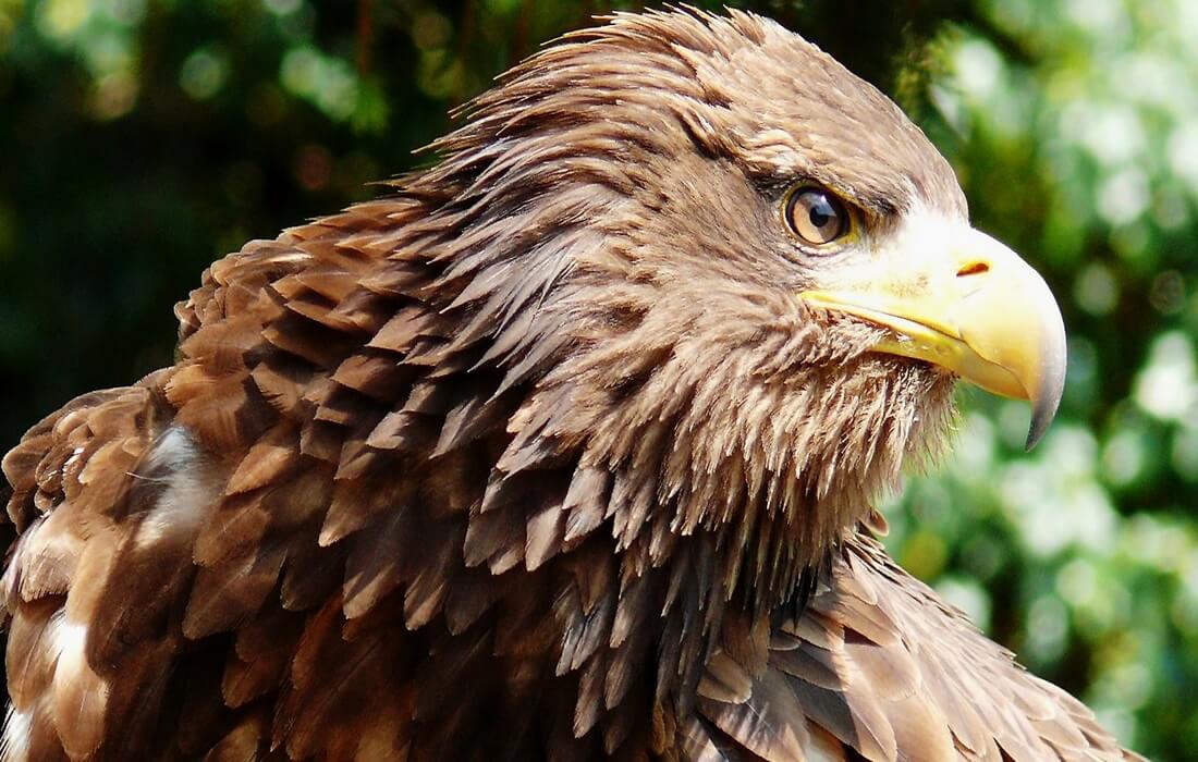 White-tailed eagle (Haliaeetus albicilla) — a large bird of prey 